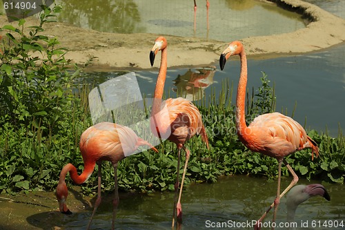 Image of Three flamingos