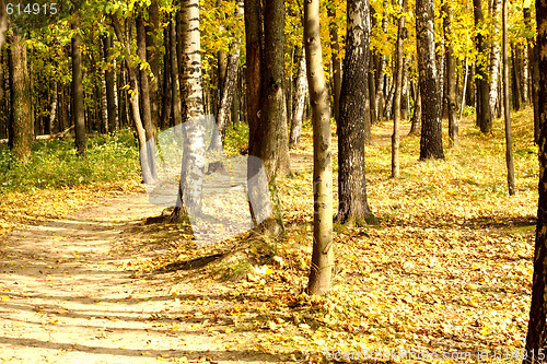 Image of Curved path in autumn forest
