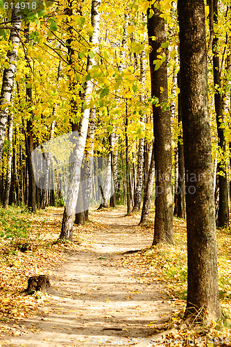 Image of In autumn forest