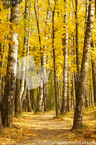 Image of Golden autumn
