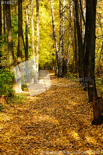 Image of Golden autumn path