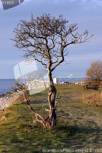 Image of tree at sea