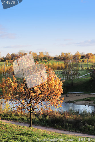 Image of Tree with yellow leaves