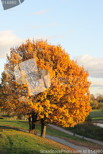 Image of Golden tree