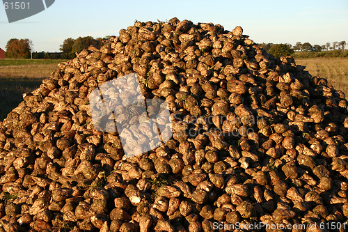 Image of sugar-beets