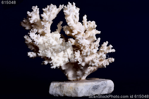 Image of White coral 