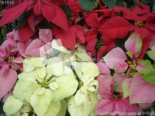 Image of Petunia Flowers