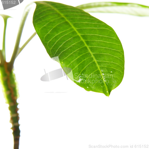 Image of Green leave