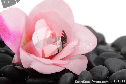 Image of Rose on a black stones