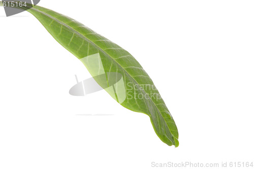Image of Leaf
