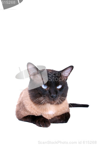 Image of Siamese cat 