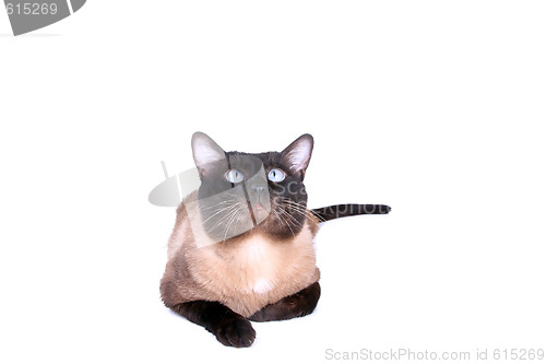 Image of Siamese cat 