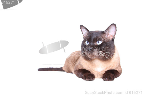 Image of Siamese cat 