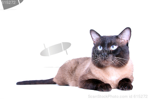 Image of Siamese cat 