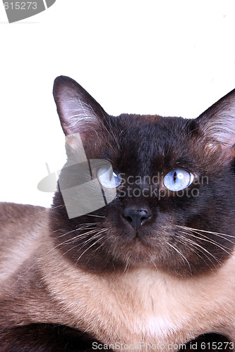 Image of Siamese cat 