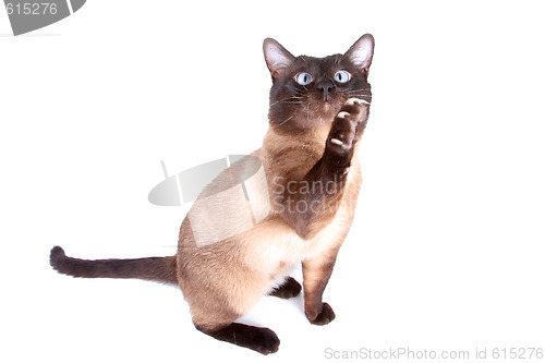 Image of Siamese cat 