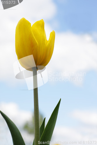 Image of Yellow tulip