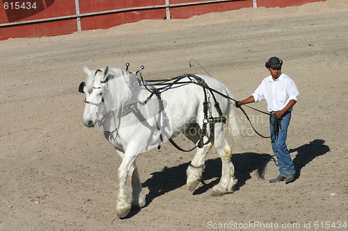 Image of Heavy horse