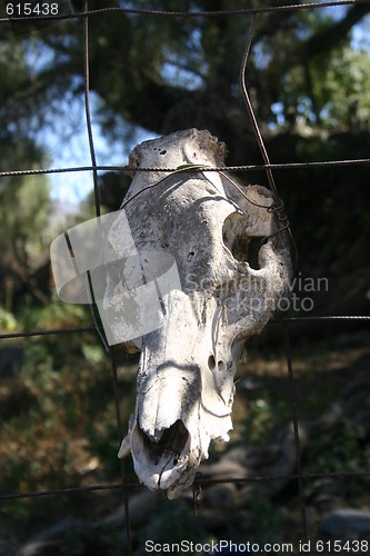 Image of Animal skull