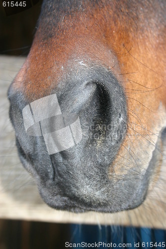 Image of Horse muzzle