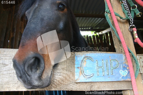 Image of Pony in his stall