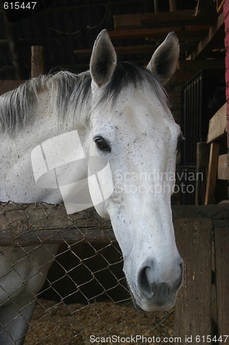 Image of Portrait of grey horse