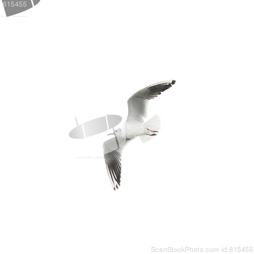 Image of Seagull