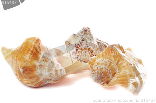 Image of Three seashells with shadows