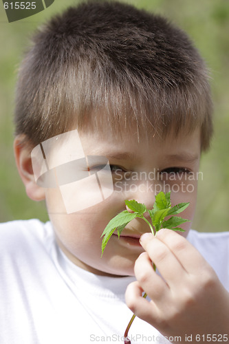 Image of Boy smelling leaves