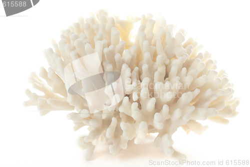 Image of Spreading coral piece