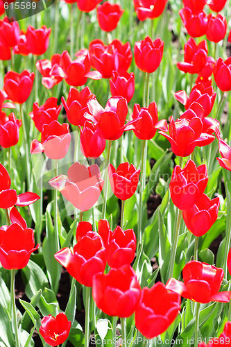 Image of Many red tulips