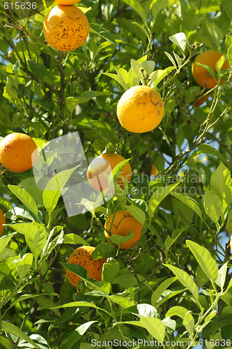 Image of Tangerines on a tree