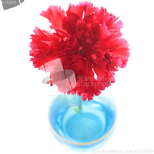 Image of Red carnation in blue vase