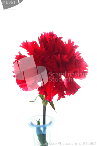 Image of Carnation flower