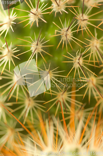 Image of Cactus closeup