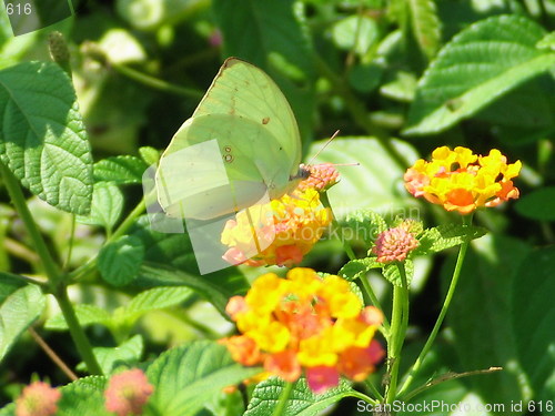 Image of Hungry butterfly