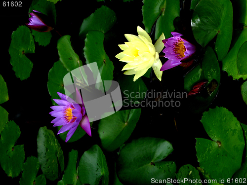 Image of STUNNING LOTUS FLOWERS