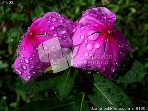 Image of VIBRANT FLOWERS