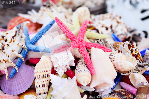 Image of Sea shells