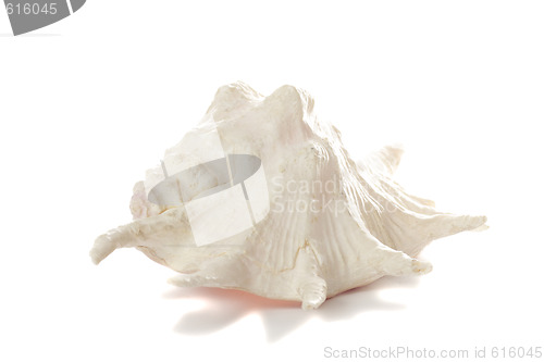 Image of White seashell