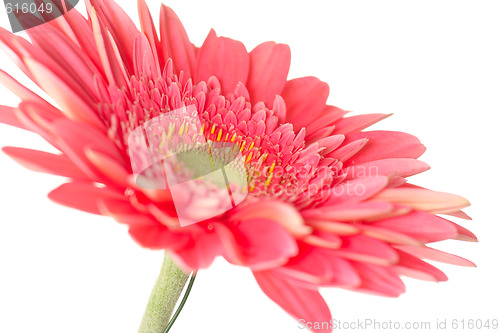 Image of Gerbera daisy