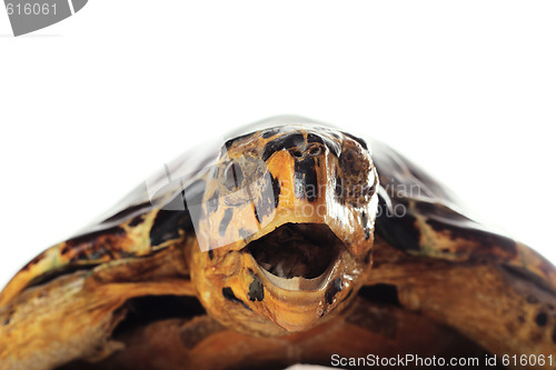 Image of Turtle