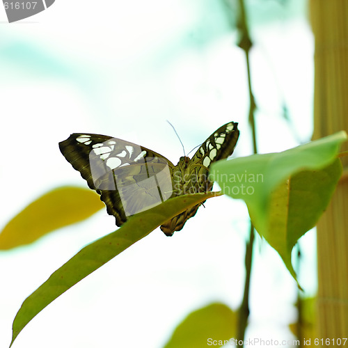 Image of Butterfly on leave