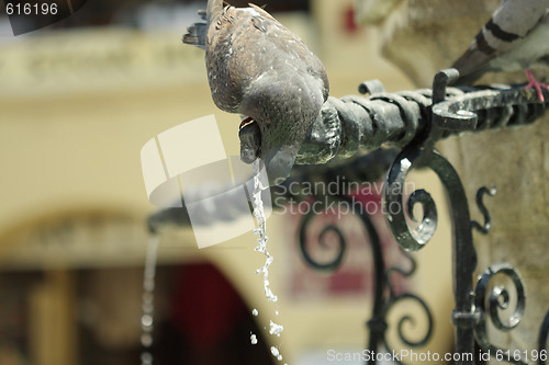 Image of Pigeon drinking water