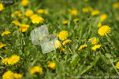 Image of Dandelion field