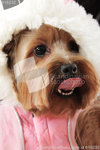 Image of Funny dog