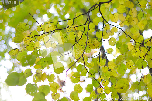 Image of Autumn tree branch with leaves