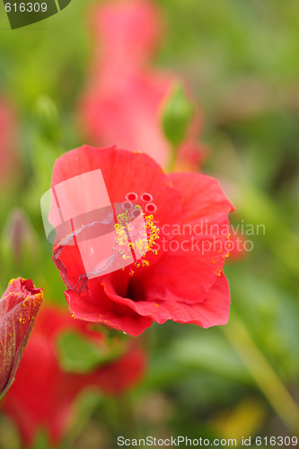 Image of Red flower
