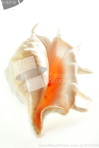 Image of Upturned shell