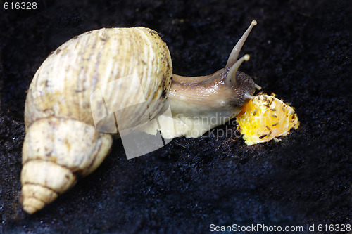 Image of Snail eating orange